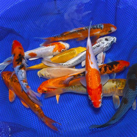 japanese koi fish|Live Koi Fish for Sale .